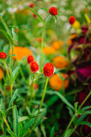 Red Oleus Scutellarioides Plant Growing in a Garden During Spring Timeの写真素材