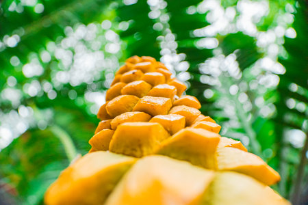 Seed Cone of Encephalartos Villosus Plantの写真素材