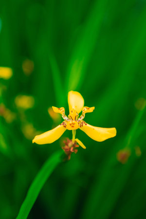 Yellow Walking Iris Known as Timezia Flower Plant in a Green Ecological Biotope Environment Close-up...