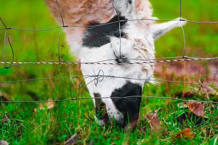 Llama with Closed Eyes Grazing the Grass Close to the Fenceの写真素材