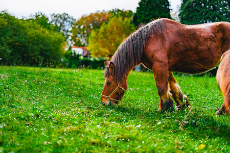 Beautiful Brown Draft Horse Grazing on a Green Pasture Field on a Bright Sunny Dayの写真素材