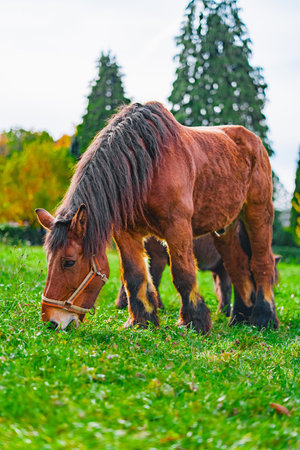 Majestic Brown Cold Blood Horse Eating Grass on the Green Pasture Field Lawnの写真素材