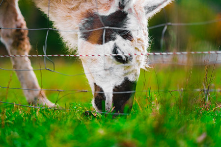 Close Up of an Alpaca with Black and White Spots Grazing Near a Fence on Floor Levelの写真素材