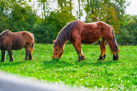 Large Brown Draft Horse Standing in the Green Pasture and Grazing on a Sunny Dayの写真素材
