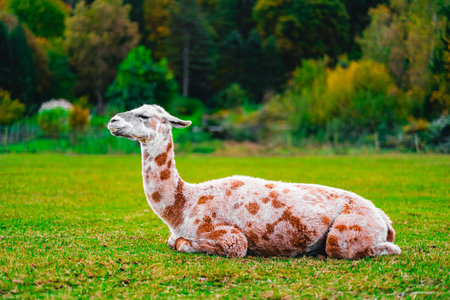 Brown Spotted Llama Lying on the Green Pasture Field Floor Showing its Teethの写真素材