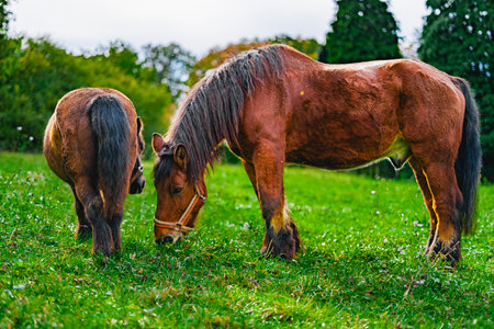 Small Pony from Behind and Big Draft Horse from the Side on a Green Pasture with Grassの写真素材