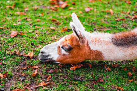 Brown and White Alpaca with Long Neck Rests Its Head on the Ground Soilの写真素材