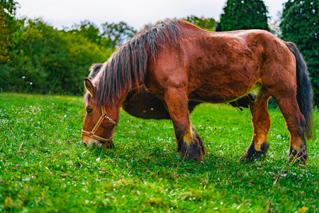 Brown Draft Horse Standing on a Green Pasture Eating Grass on a Bright Sunny Dayの写真素材
