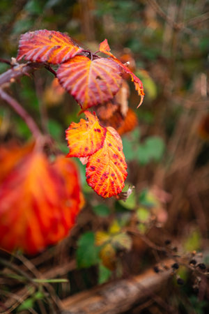 Firey Red and Yellow Leave in Autumn Colors and Impressive Textures and Structures