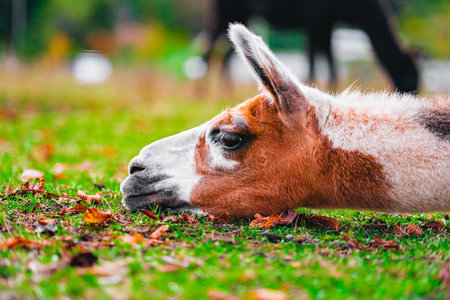 Brown and White Alpaca Resting its Head on the Green Pasture Grass with Brown Leavesの写真素材