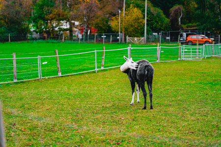 Black and White Alpaca Standing on the Enclosed Passture Field Biting its Furの写真素材