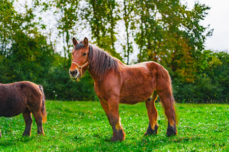 Large and Strong Cold-blooded Draft Horse, Stands Majestically on the Green Meadowの写真素材