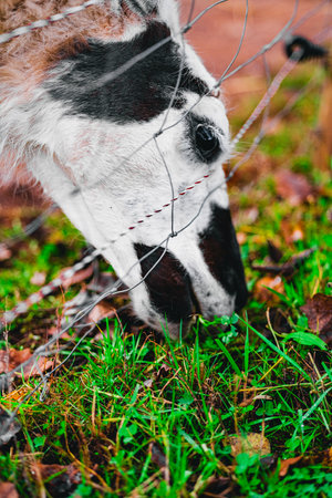 Alpaca Eating the Grass Outside the Fenceの写真素材