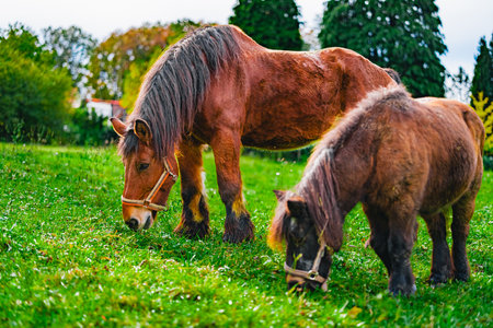 Large and Strong Draft Horse and Small Pony Eating Grass on a Green Lawnの写真素材