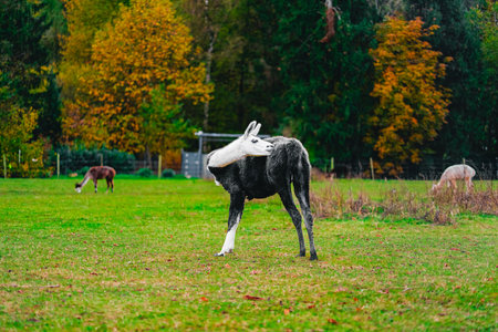 Black and White Alpaca Standing on the Green Passture Field Cleaning Itself on the Backの写真素材