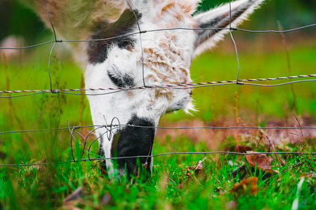 Alpaca Grazing Near a Fence Close Up Viewed from Floor Levelの写真素材