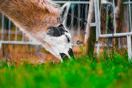Alpaca Eats Grass Close Up Viewed From Floor Levelの写真素材
