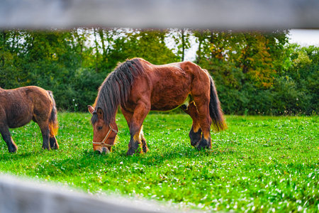 Majestic Brown Draft Horse Grazing on a Green Pasture on a Sunny Dayの写真素材