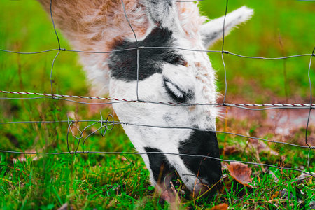 Head of an Alpaca Close Up Eating Grass From the Ground Near a Fenceの写真素材