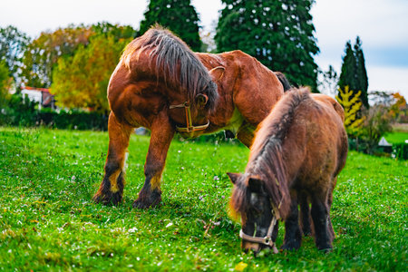 Large and Strong Draft Horse Turning its Head and Small Pony Grazing on a Green Lawnの写真素材