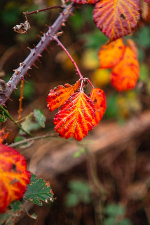 Firey Red and Yellow Leave on a Branch with Thorns
