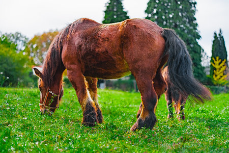 Large and Strong Cold Blood Horse Standing on the Green Pasture Grazing Seen From Behindの写真素材