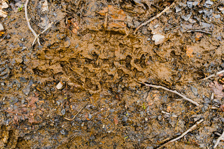 Shoe Foodprint in Dirty Mud Texture in the Forest Soil