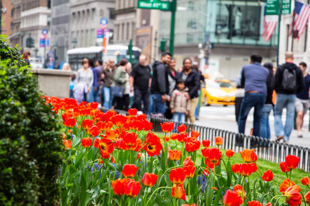 Red Tulip Flower Bed in a Small Horticultural Green Garden Space in Manhattan New York Cityの写真素材