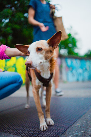 Cute Brown and White Dog Stroked Softly on the Back Feeling Comfortableの写真素材