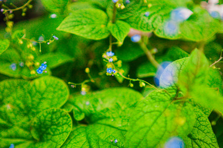 Beautiful Green Garden Bokkeh with Small Blue Flower Softly Accentuating the Natural Environment Like a Dreamの写真素材