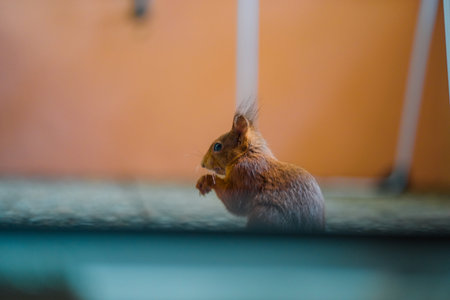 Red squirrel with soft fluffy fur eats a peanut alone on a balcony