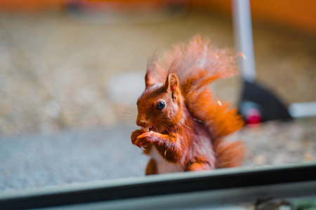 Red Squirrel Eating a Peanut Close Upの写真素材