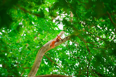 Red Squirrel Sitting on a Branch of a Tree Within a Green Treetop Between the Leaves in Nature...