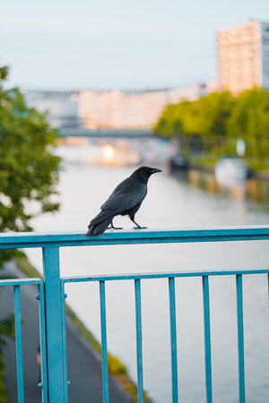 Black Crow Standing and Walking on the Blue Railings of a Bridge Above a River in a City Landscapeの写真素材