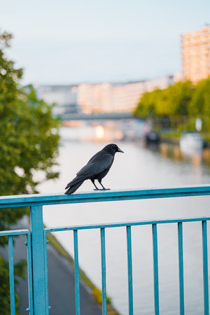 Black Crow Standing on a Rail with a River in the Backgroundの写真素材