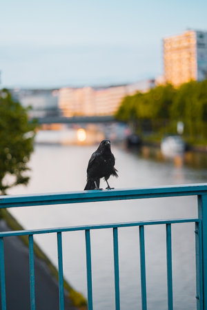 Black Crow Standing and Walking on the Blue Railings of a Bridge Above a River in a City Landscape on a Hot Sunny Summer Dayの写真素材