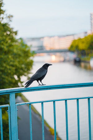 Black Crow Standing on the Railings in a City Landscapeの写真素材