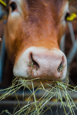Close Up of a Red Cow Eating Hayの写真素材