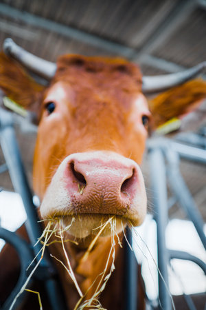 Portrait of a Brown Red Cow Eating Hayの写真素材