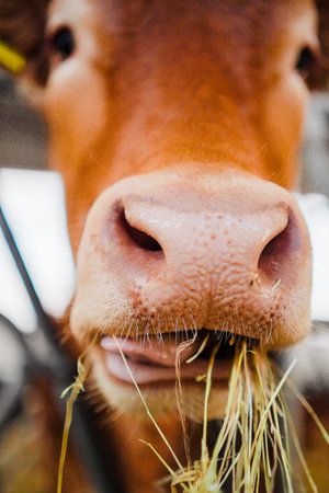 Cow Snout Eating Hay Showing its Tongueの写真素材