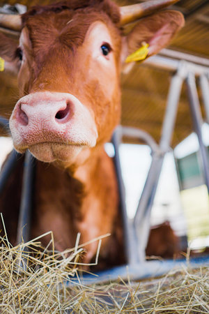 Brown Cow Looking through the Fencing of a Stall on a Farm with its Head
