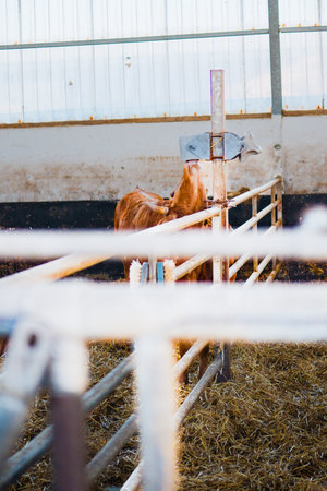 Brown Cow Reaching up to Drink from the Muzzle of the Stalls Drink Supply that the Farm Provides to its Cattle Livestockの写真素材