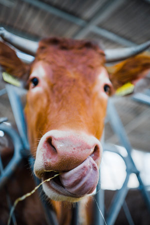 Cow Licking its Nose with its Huge Tongueの写真素材