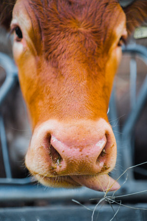 Cow Nose and Tongue Close Upの写真素材
