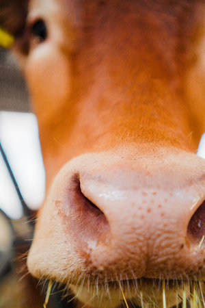 Cow Nose and Snout Extreme Close Upの写真素材