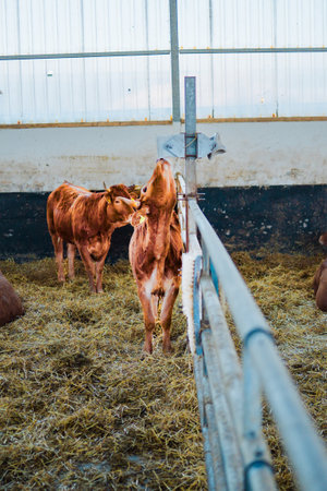 Cow Drinking in its Barn on a Feeding Stationの写真素材