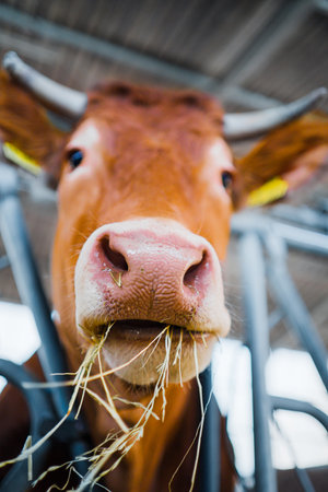 Portrait of a Brown Cow Eating Hayの写真素材