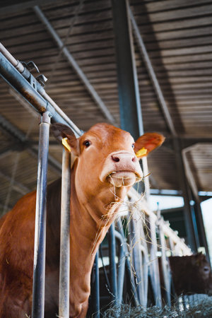 Cow Looking Interested While Eating Hayの写真素材