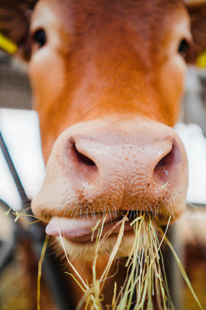 Cow Snout and Tongue Eating Hayの写真素材
