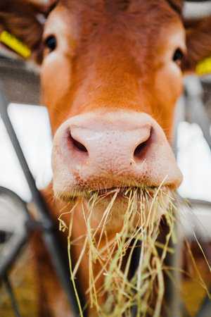 Cow Eats Hay with a Wet Noseの写真素材